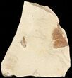 Fossil Fish (Gosiutichthys) Mortality Plate - Lake Gosiute #71787-4